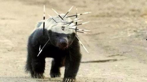 平头哥最新爆料 第2张 平头哥最新爆料 第2张